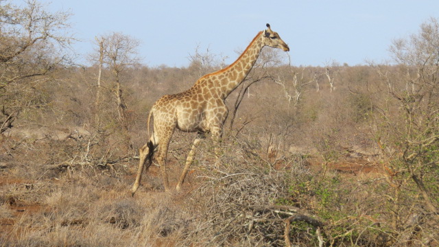 another-giraffe
