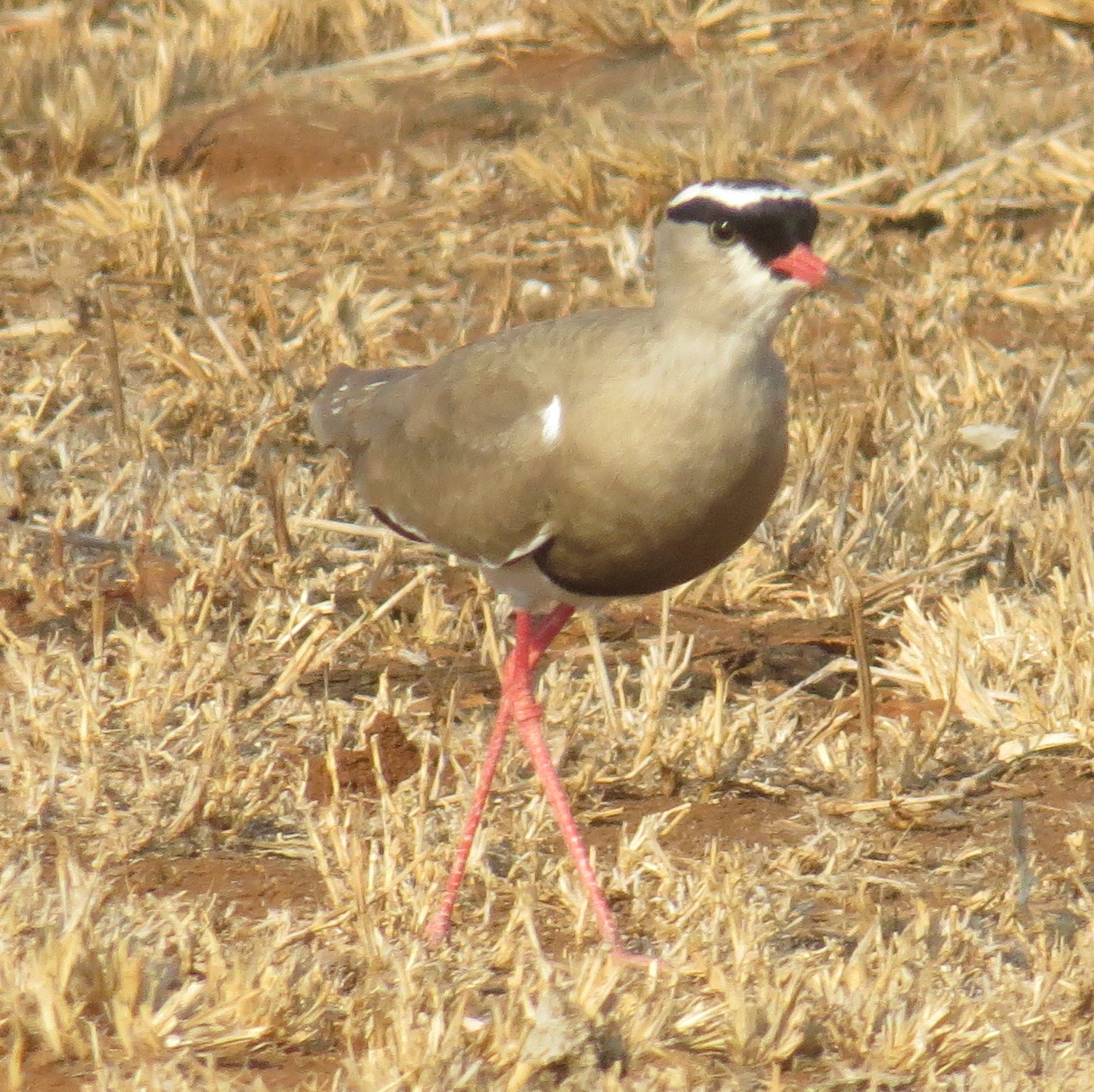 crowned-lapwing