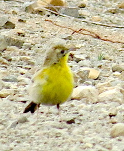dark-capped-yellow-warbler