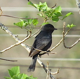 forked-tail-drongo