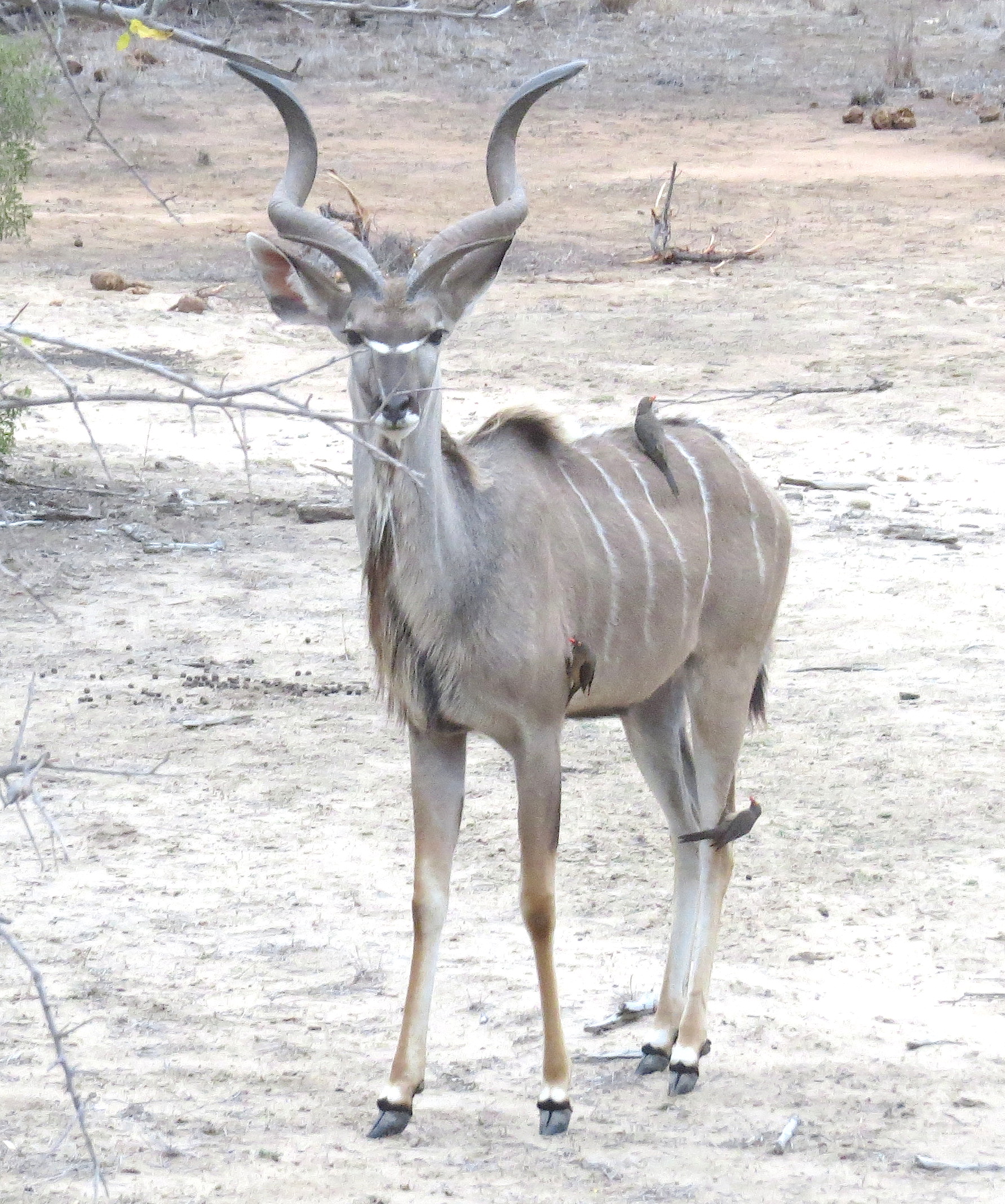 greater-kudu-with-oxpeckers