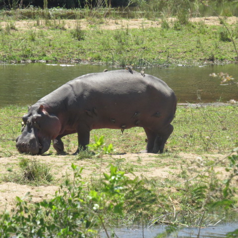 hippo-with-oxpeckers