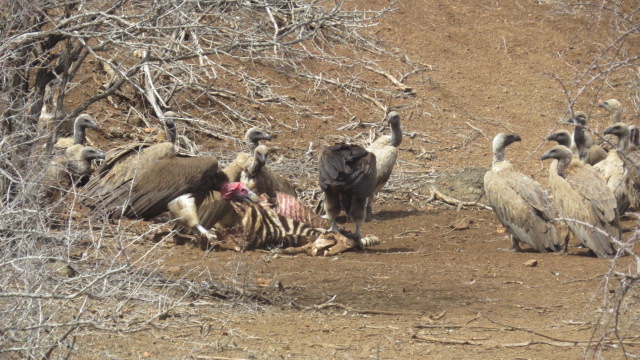 hooded-vultures-with-carcass