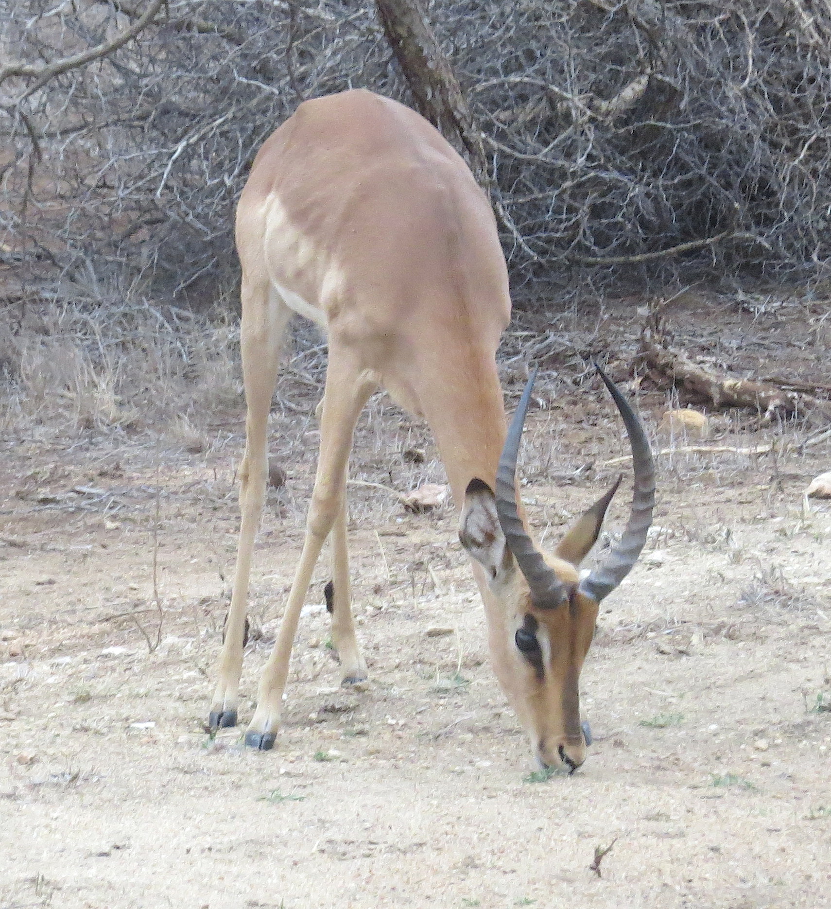 impala-buck