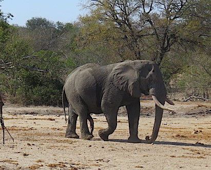 macho-elephant
