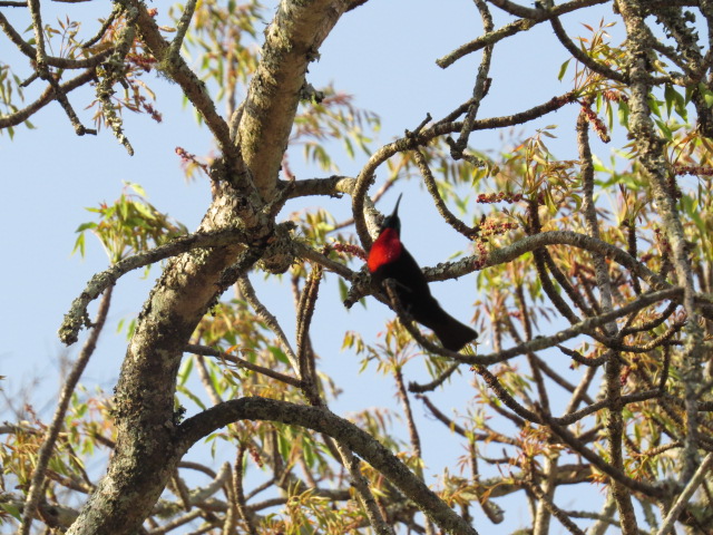 scarlet-chested-sunbird