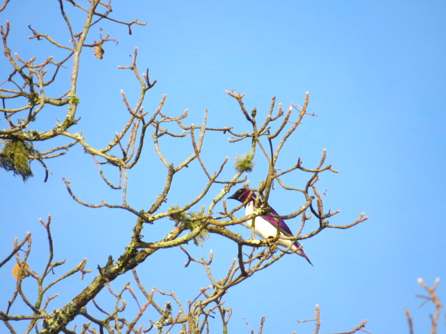 violet-backed-starling
