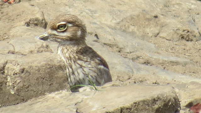 water-thick-knee