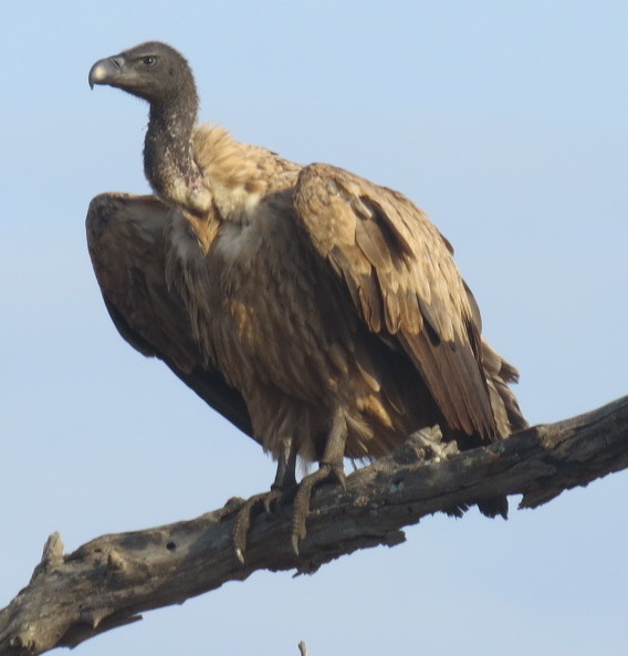white-backed-vulture