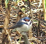 white-throated-swallow-2