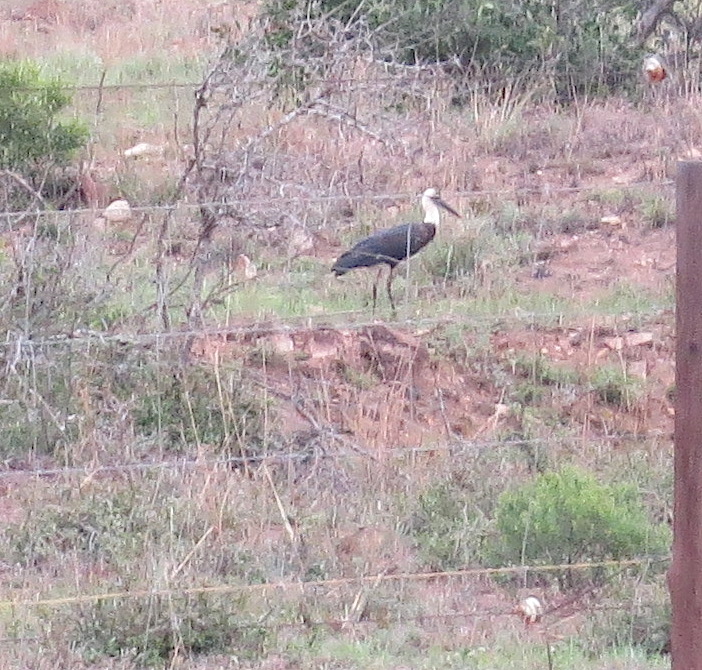 wooly-necked-stork