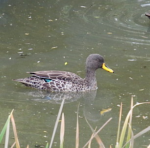 yellow-billed-duck