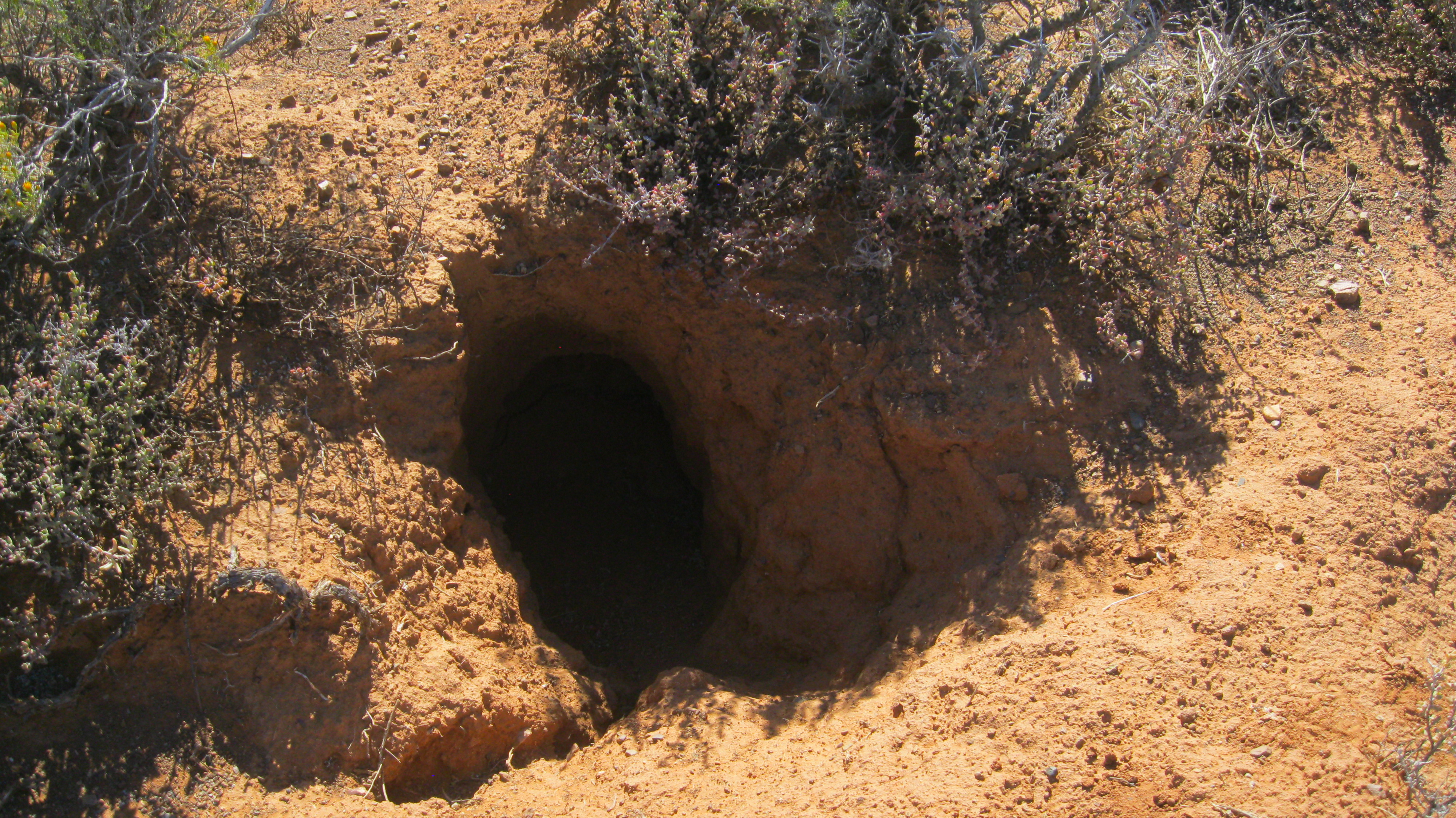 aardvark-hole