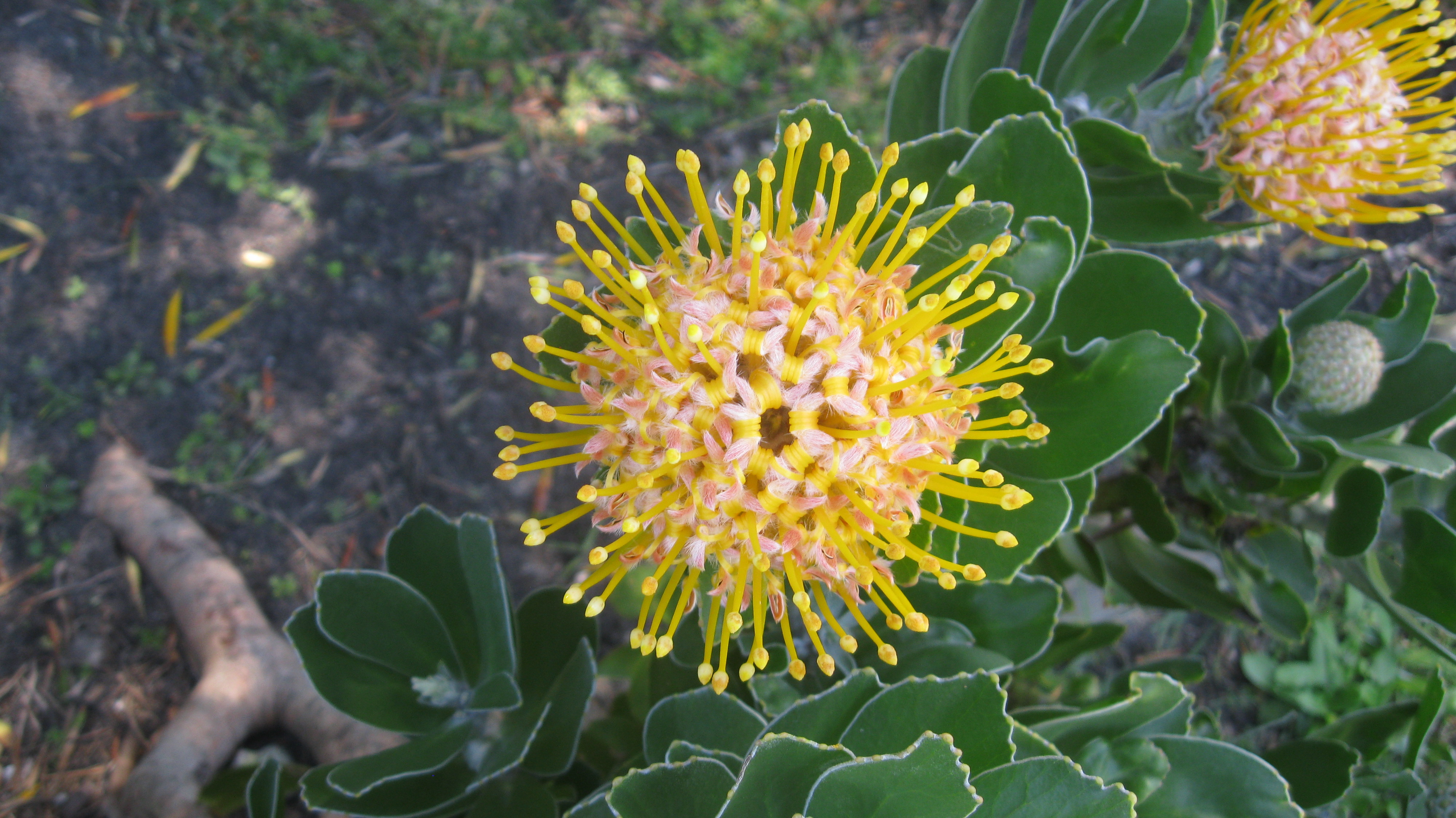 another-protea