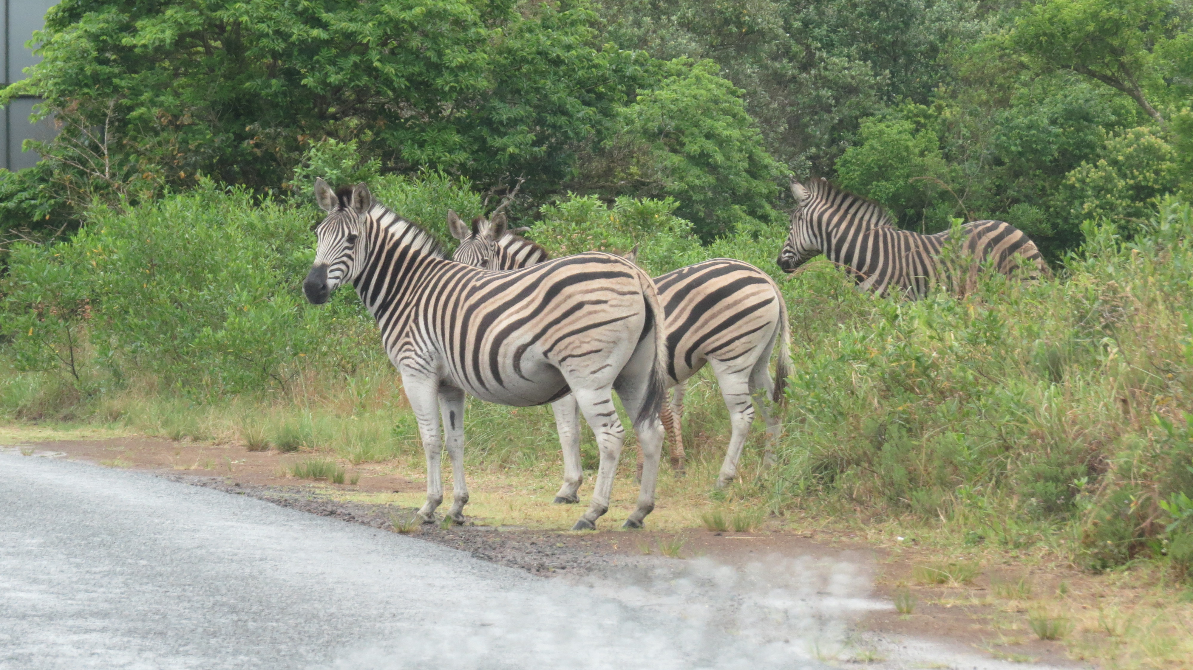 cant-resist-more-zebras