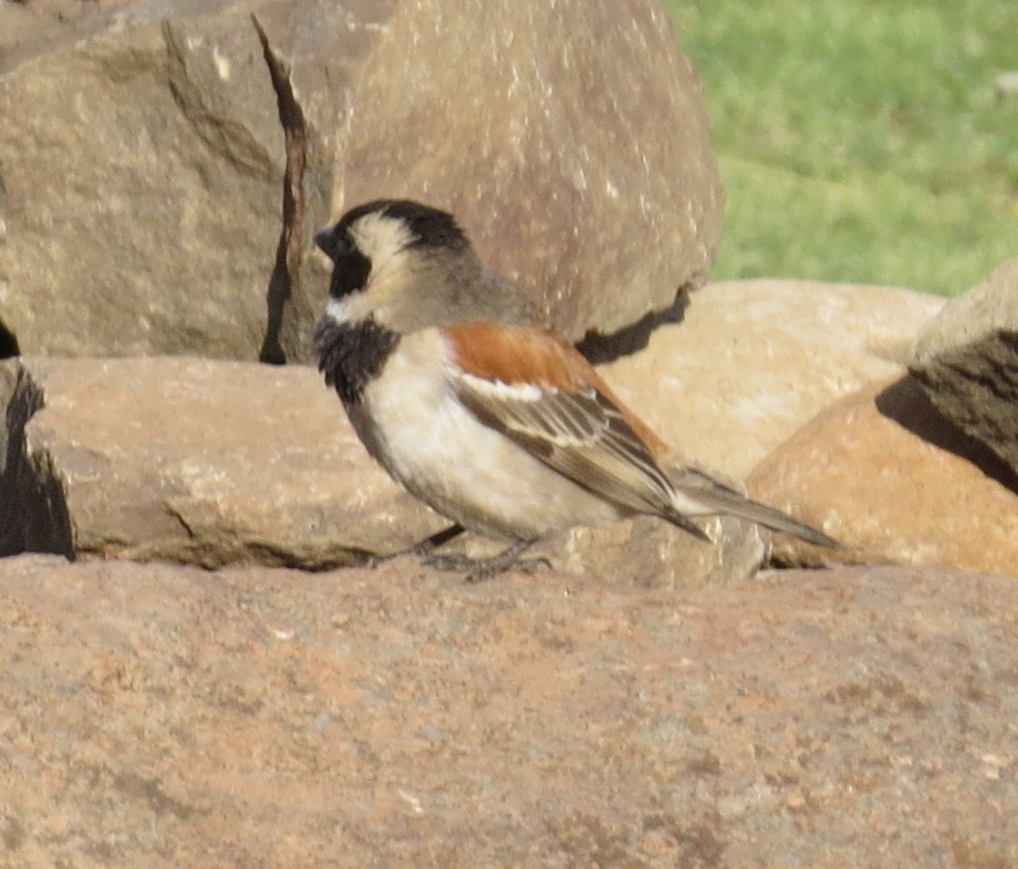 cape-sparrow
