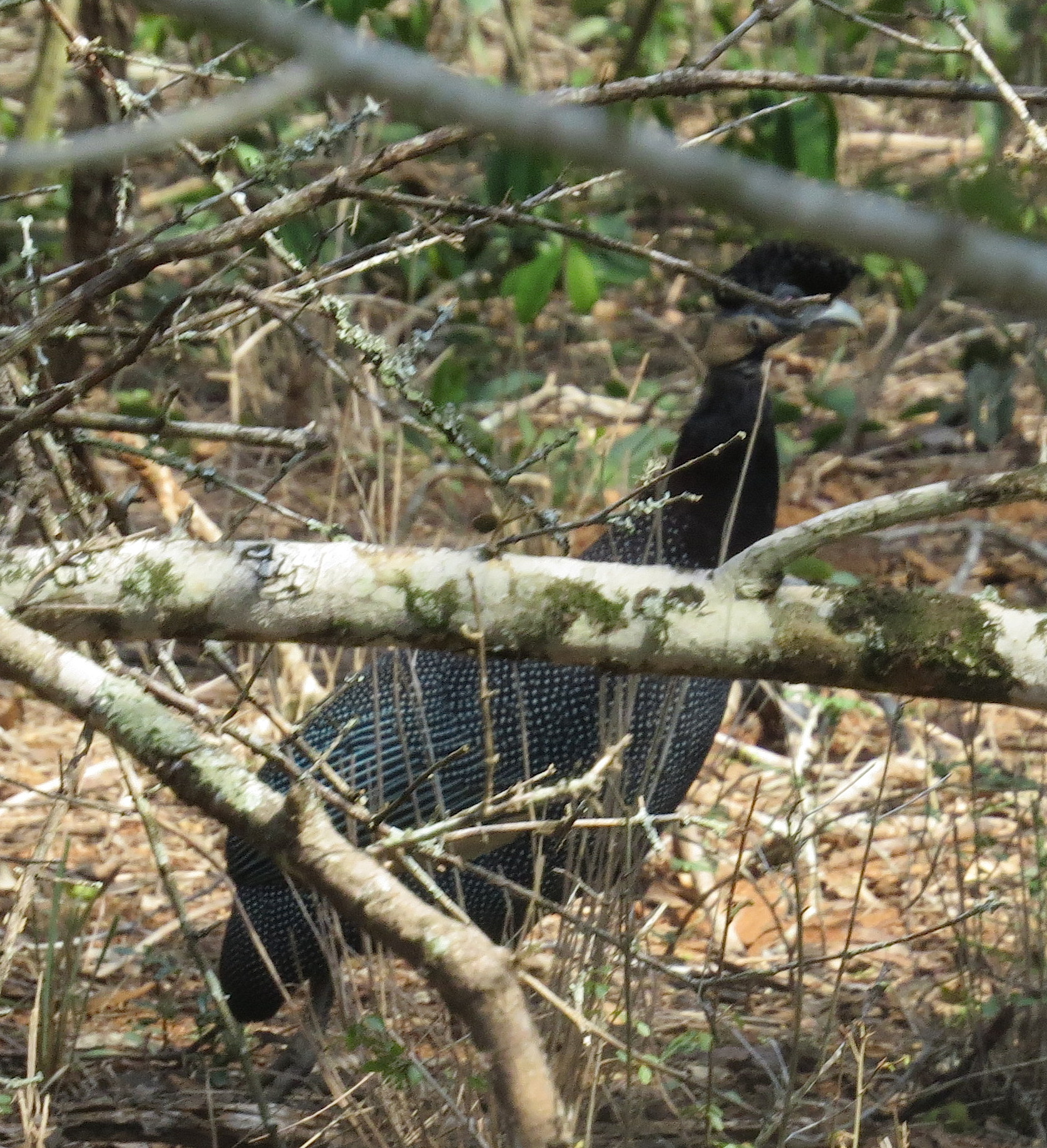 crested-guineafowl