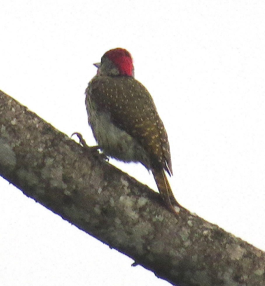 golden-tailed-woodpecker
