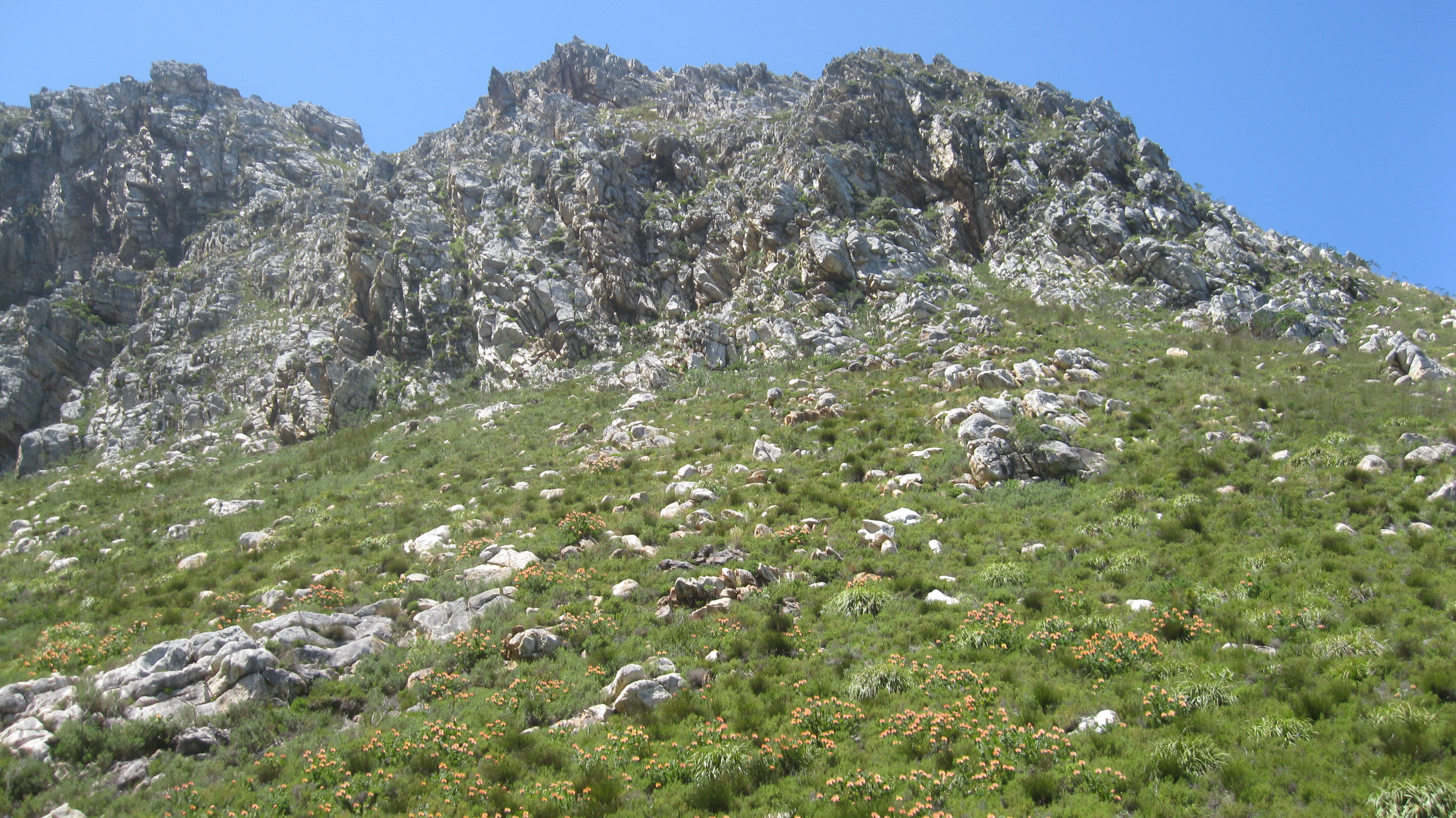 hillside-of-protea