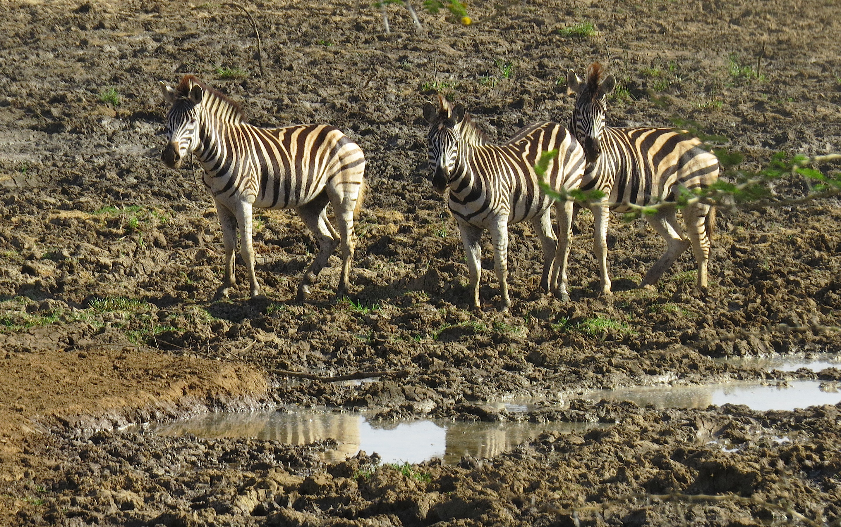 more-zebras