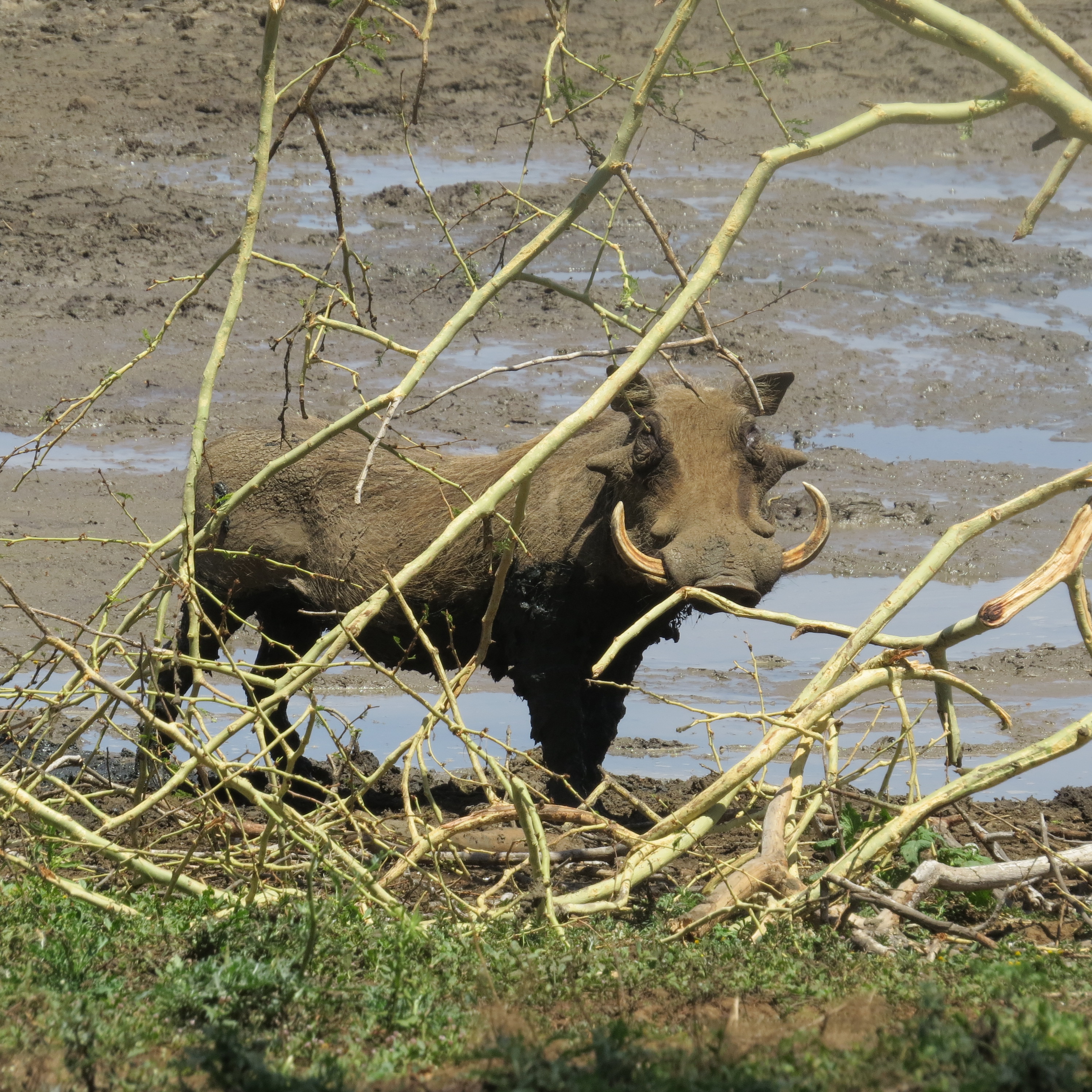 muddy-warthog