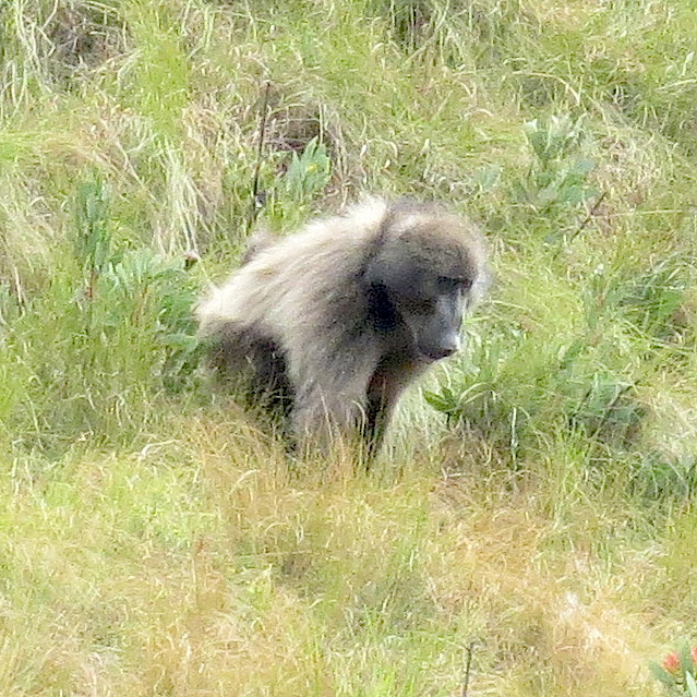 pass-baboon