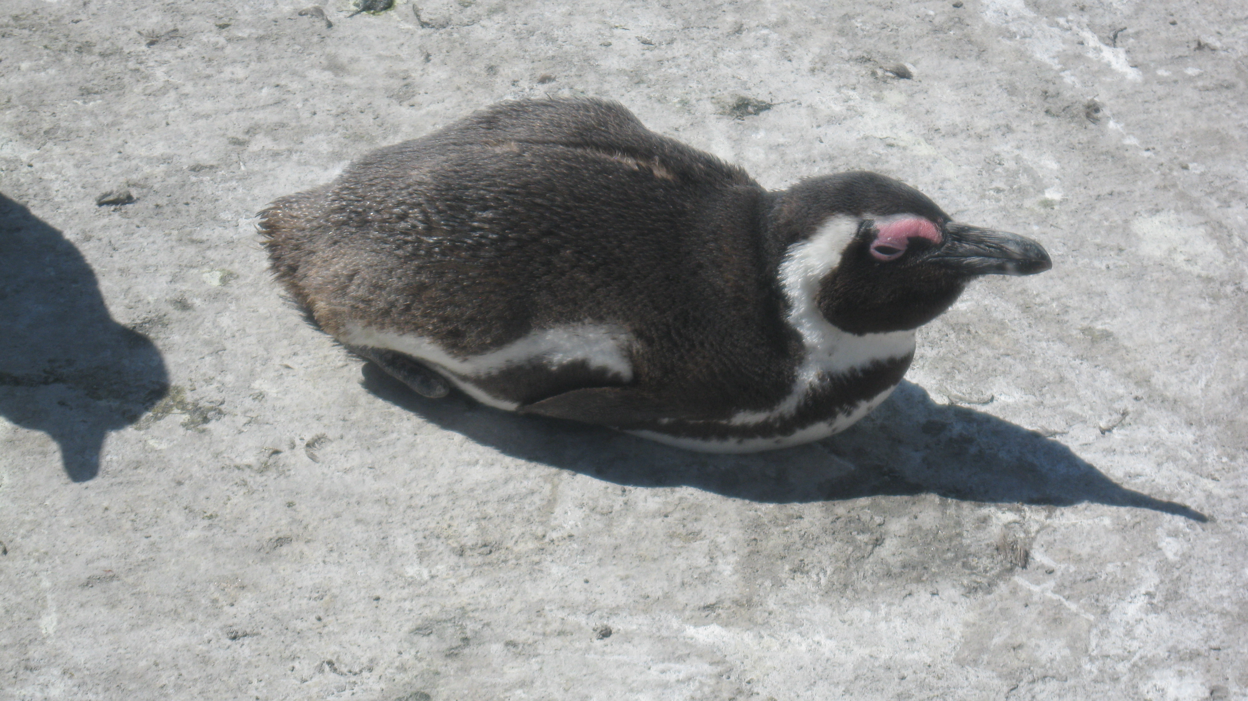 resting-penguin