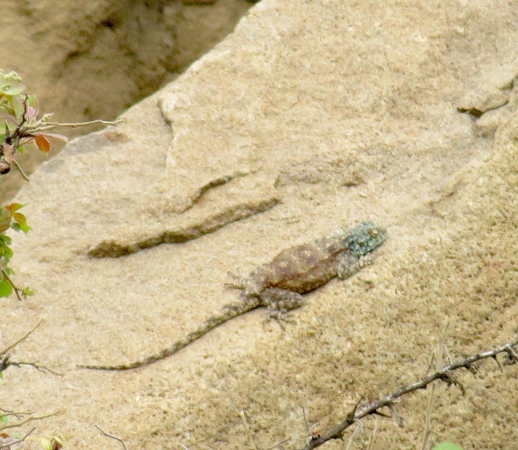 southern-rock-agama