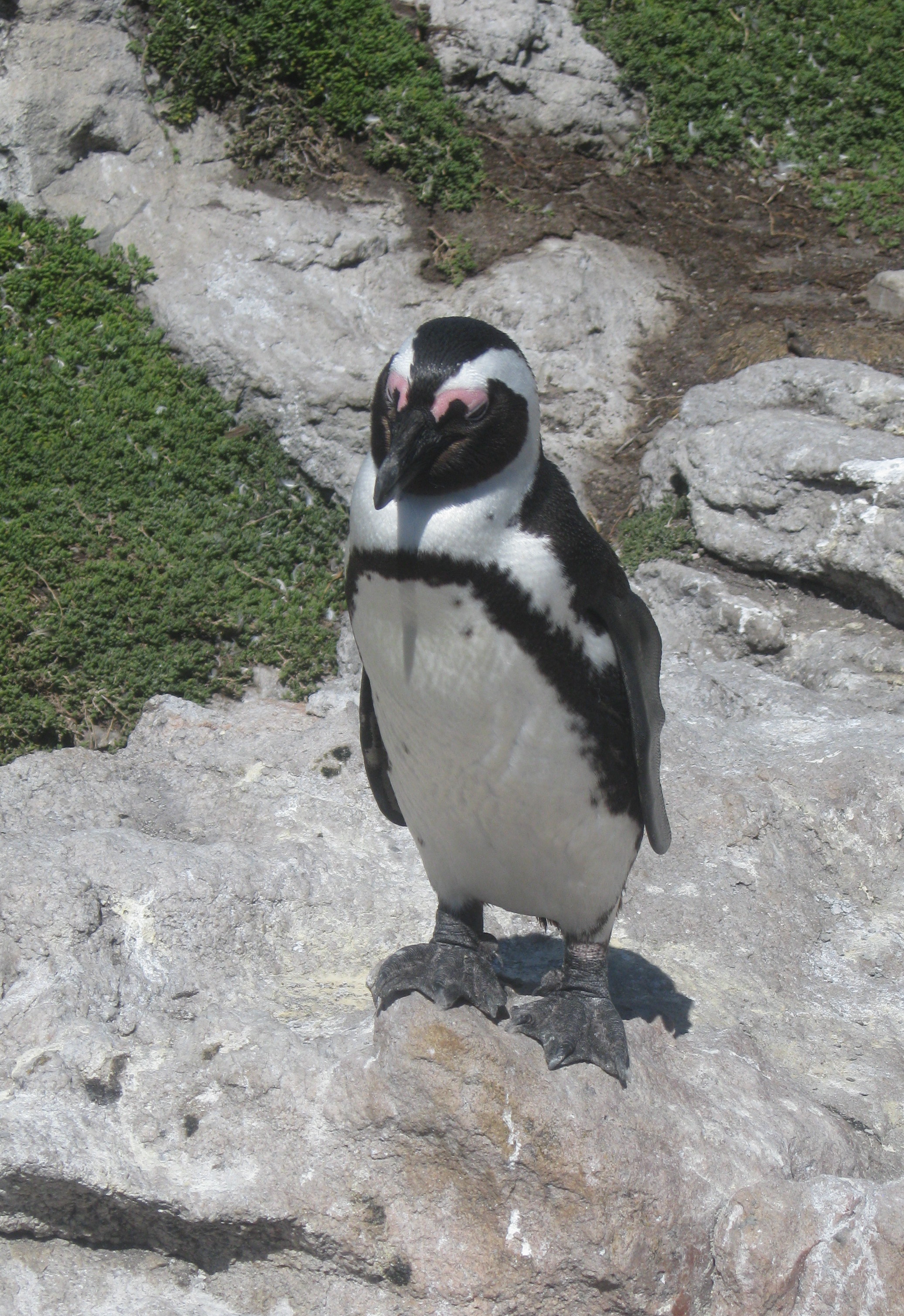 standing-penguin