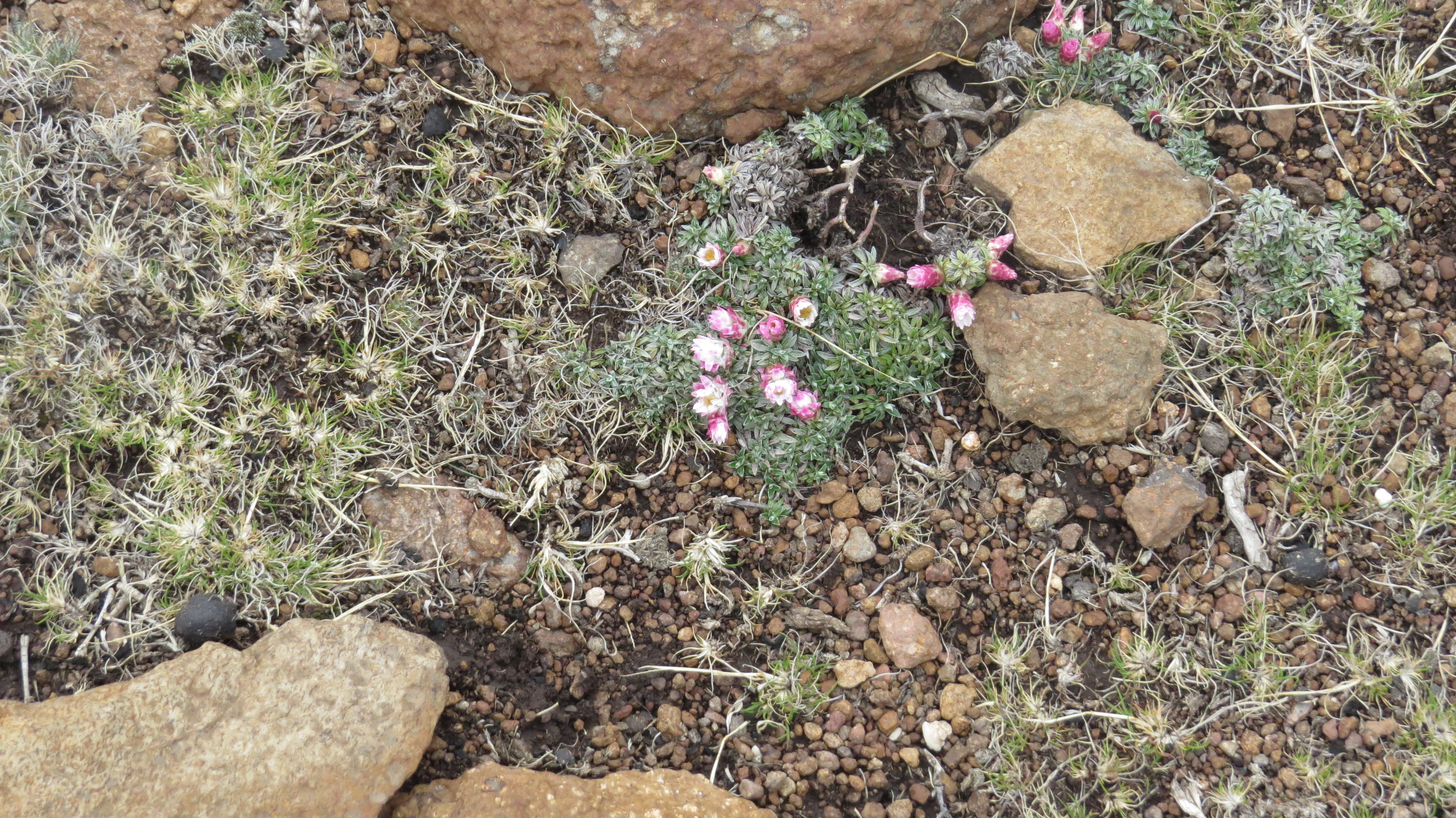 tiny-little-flowers