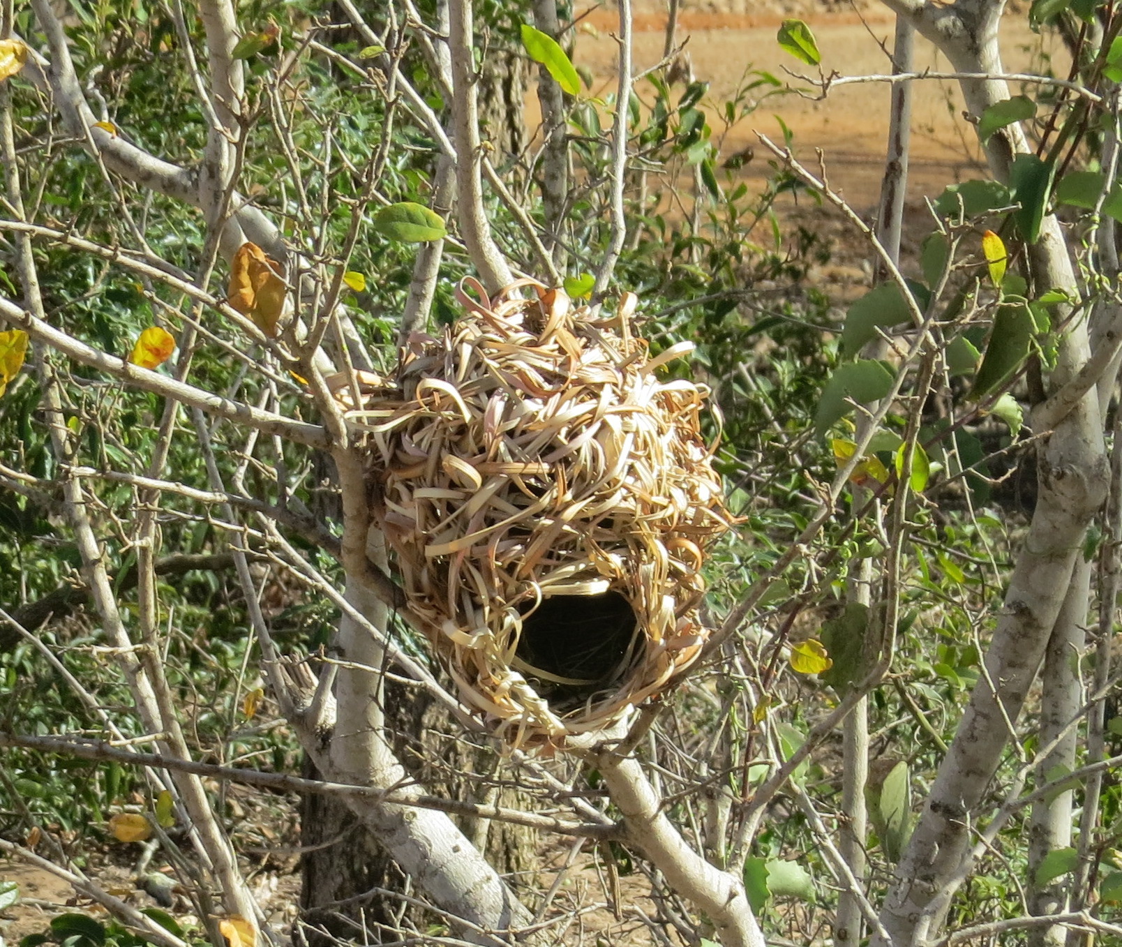 weaver-nest