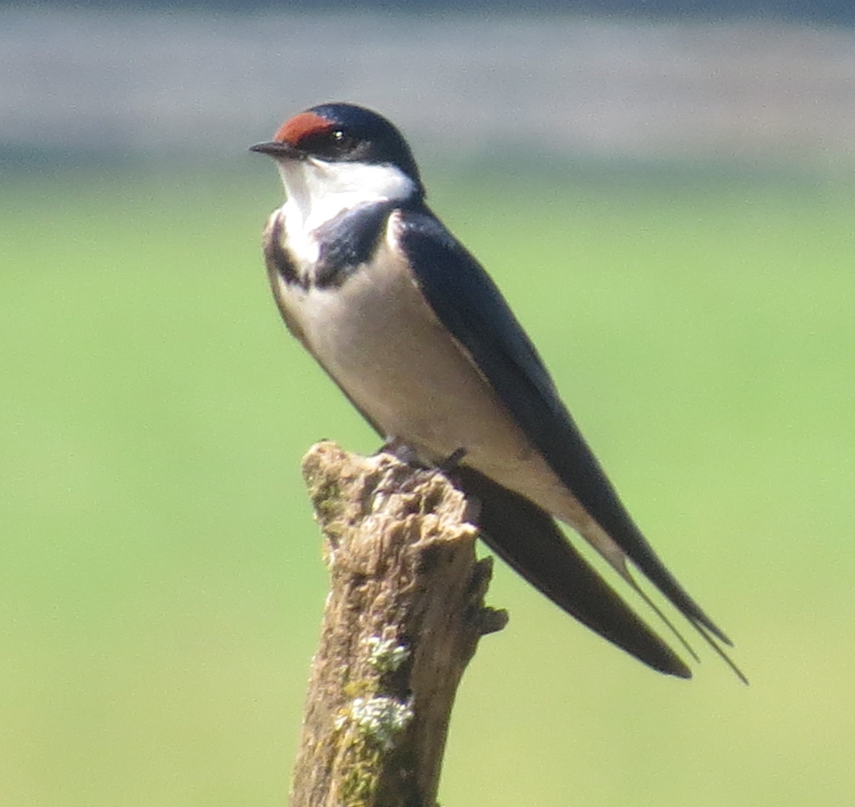 wh-throated-swallow