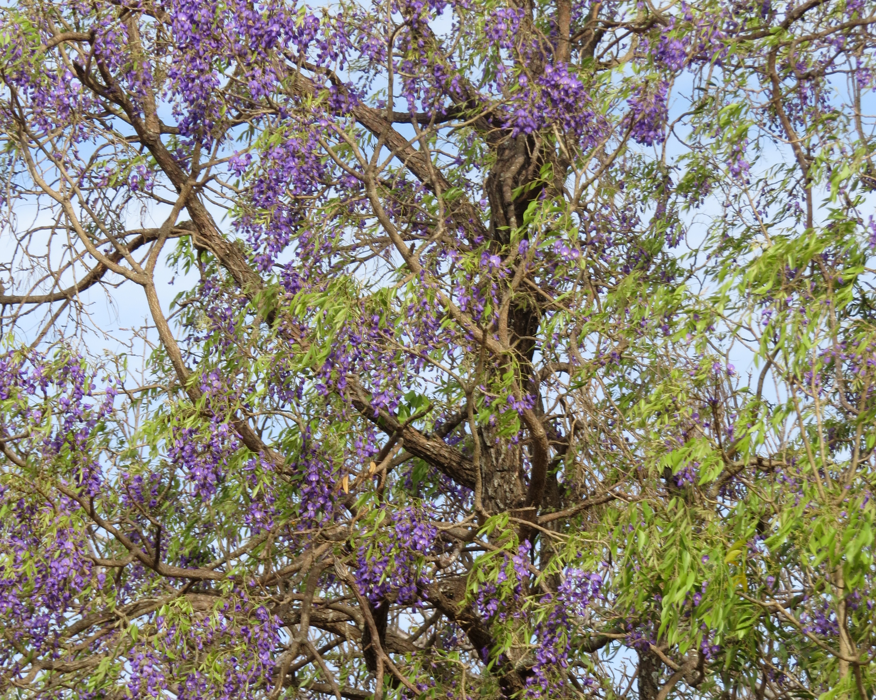 wisteria-tree