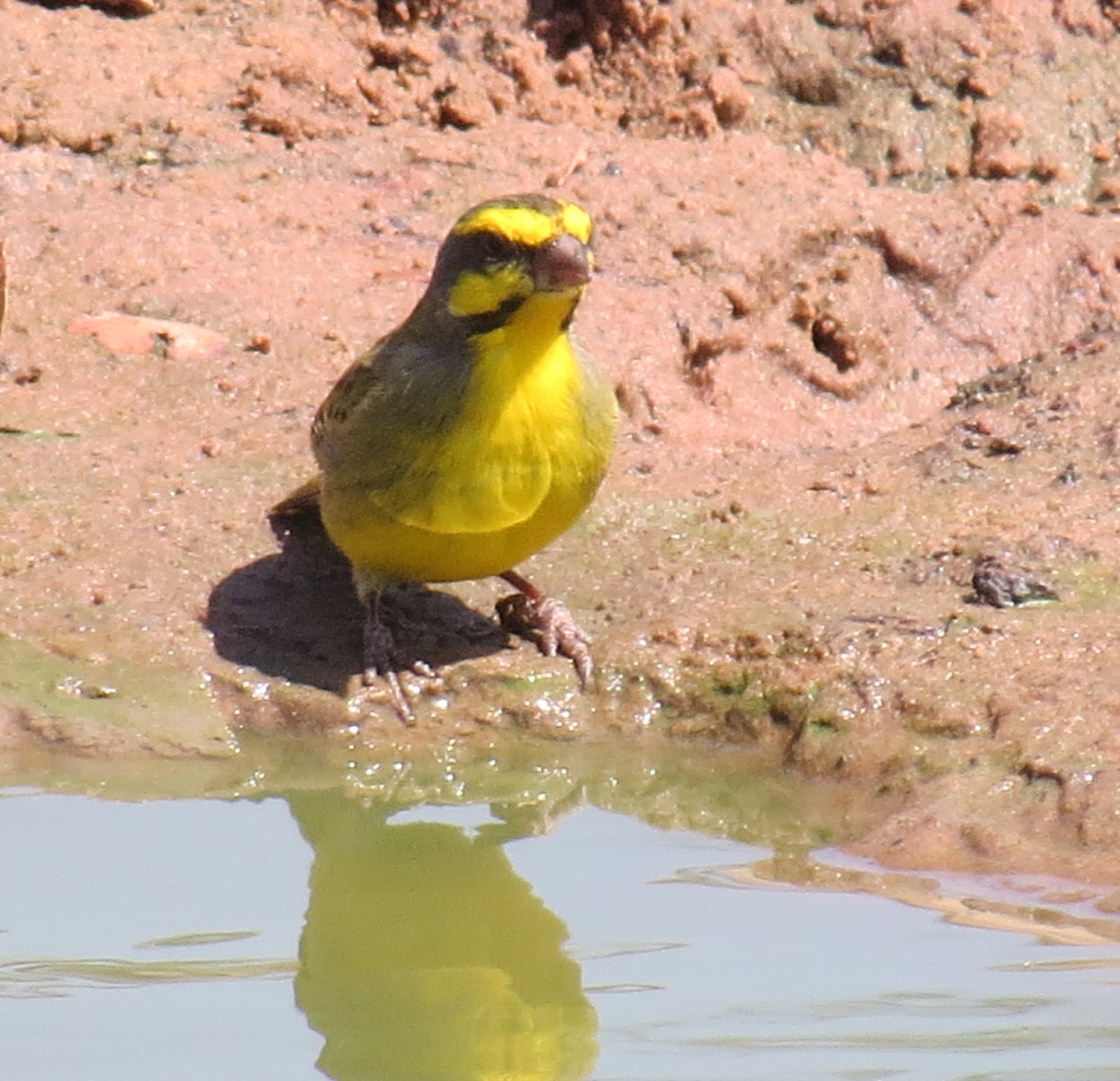 yellow-fronted-canary