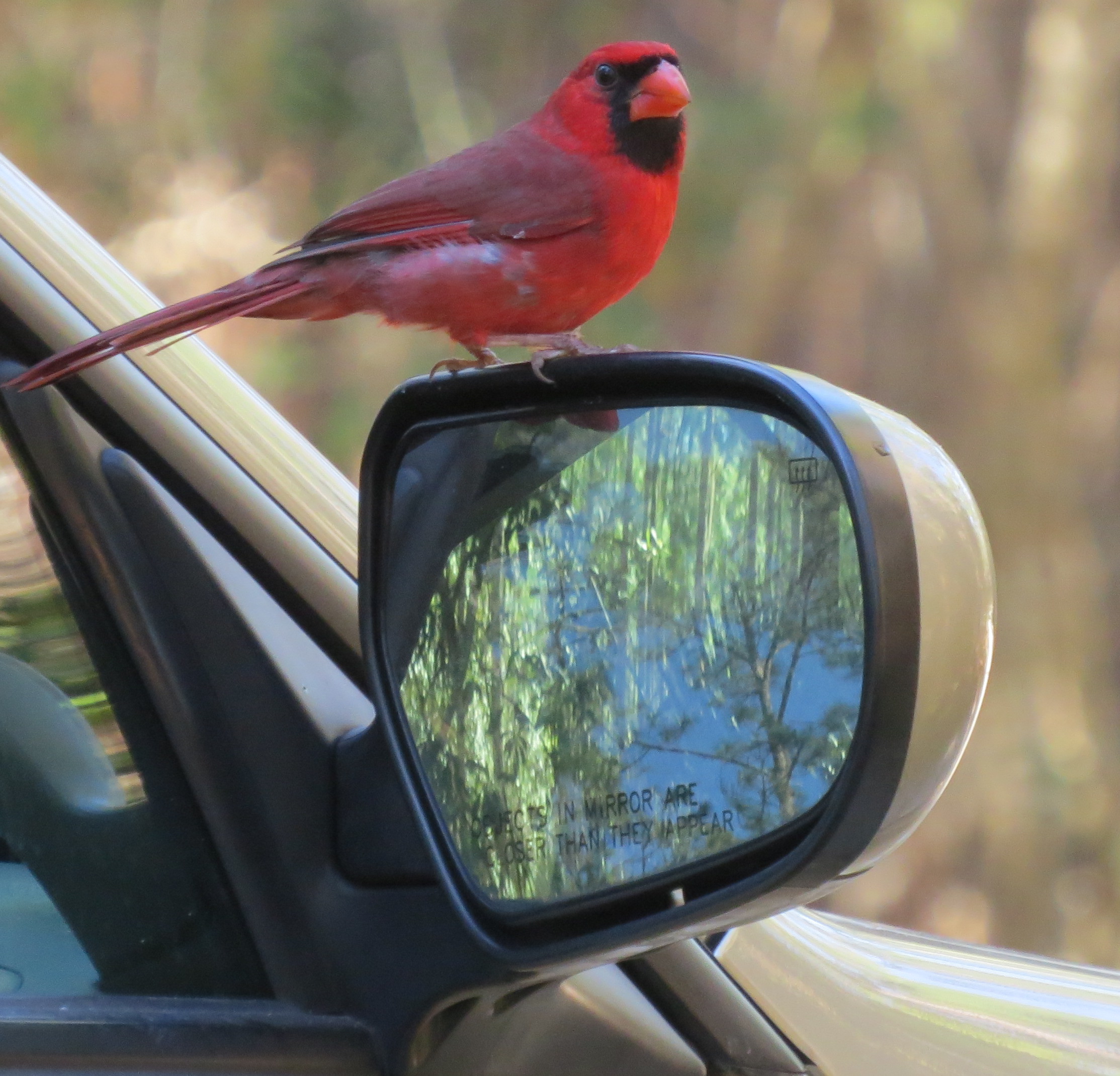 18. Cardinal on mirror.JPG