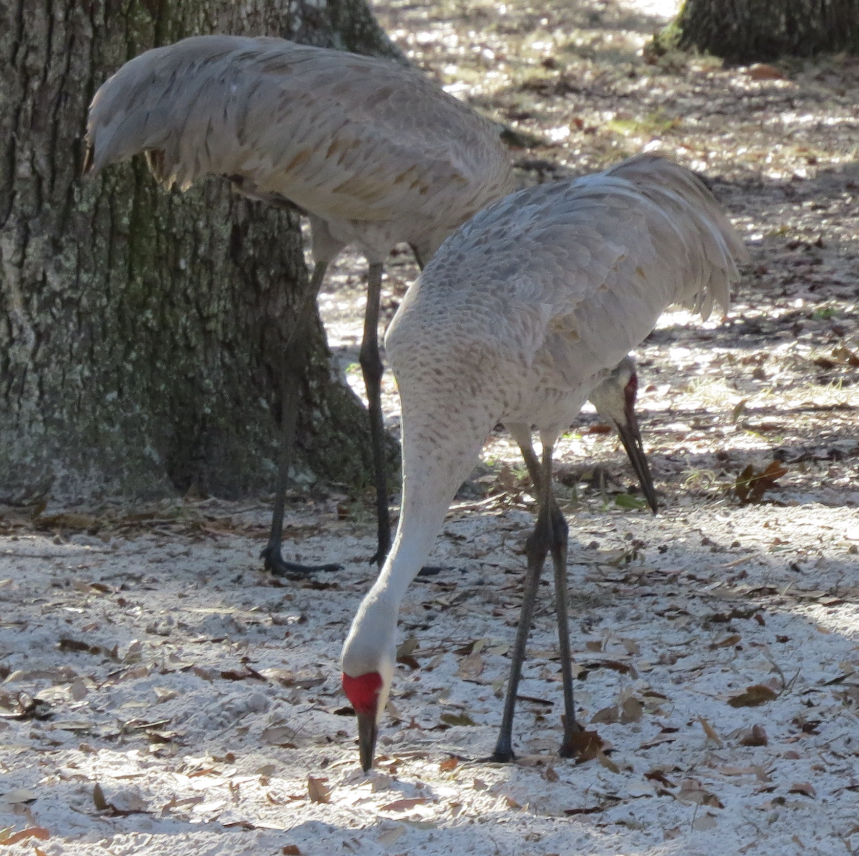 19-sandhill-cranes