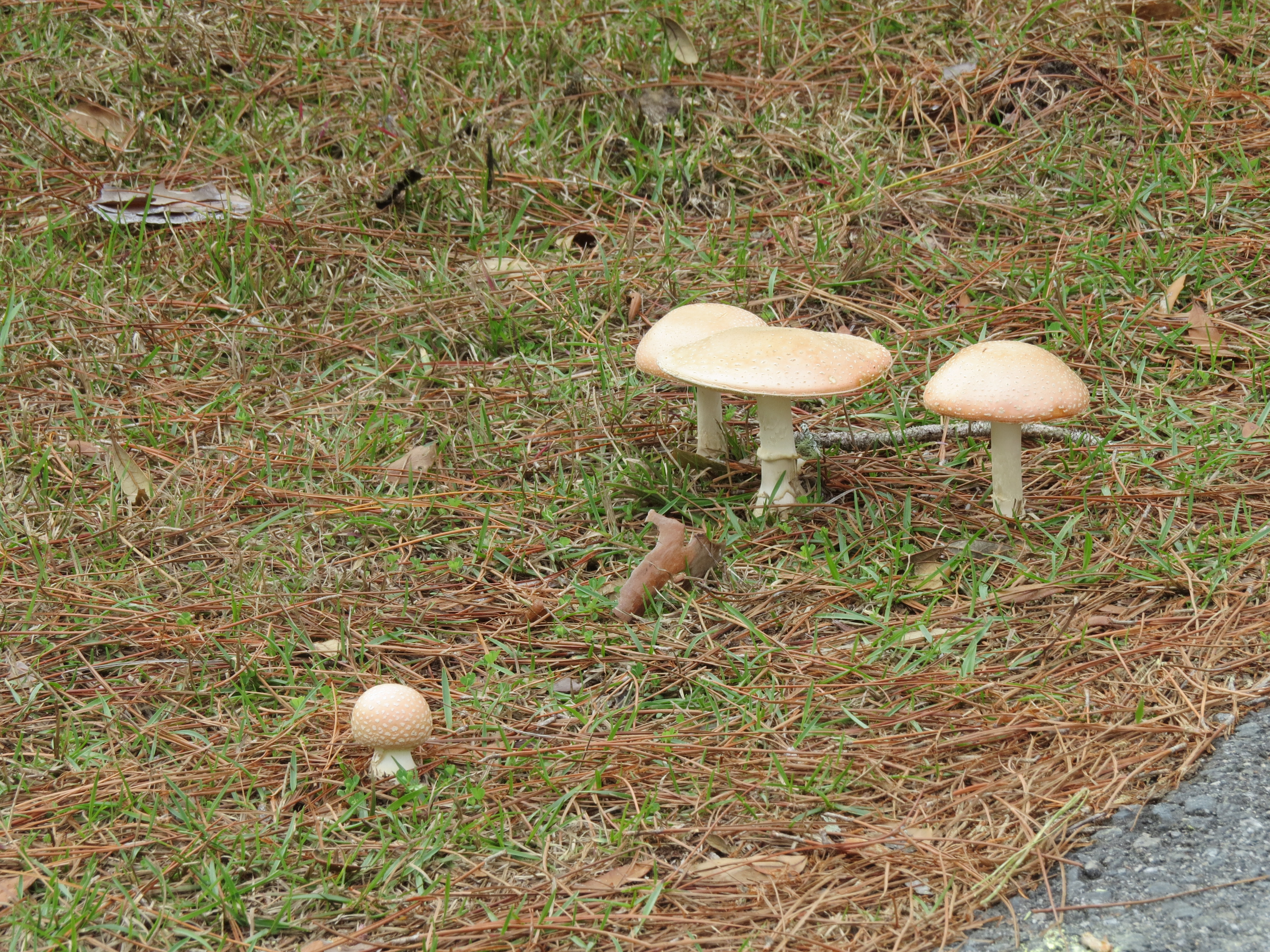 7-mushrooms