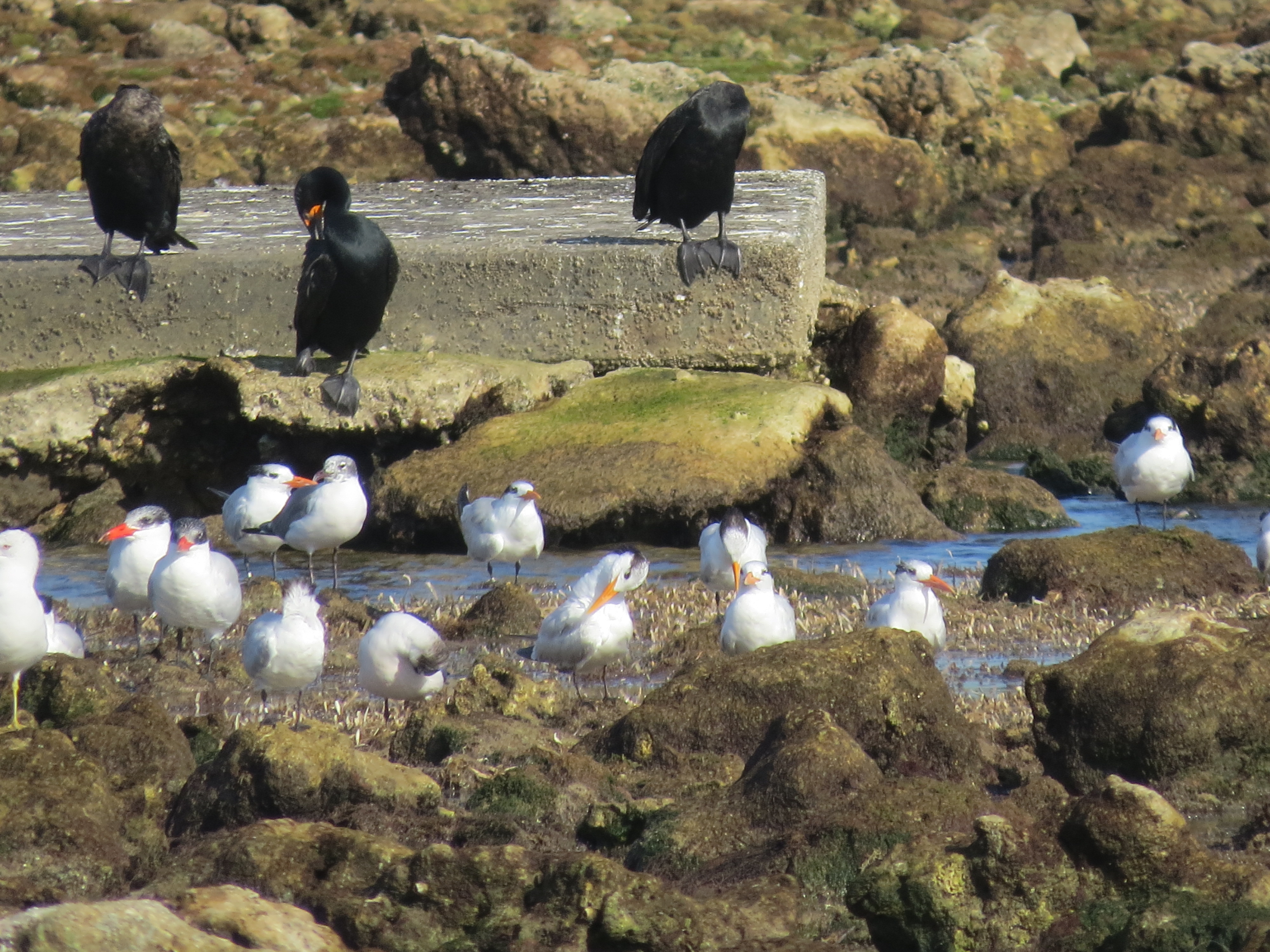 terns-and-cormorants