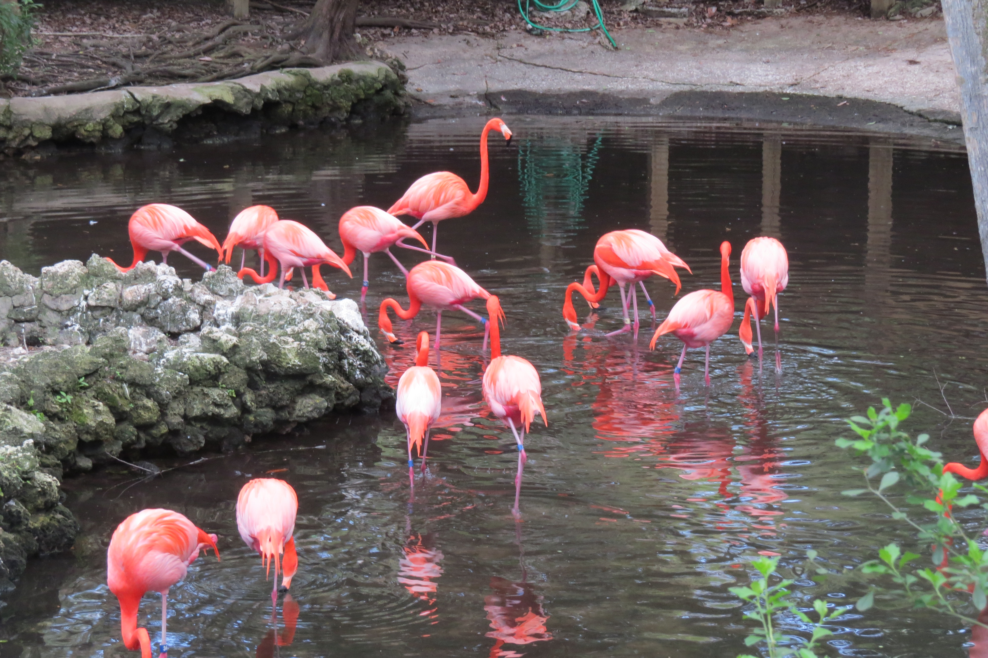 21 flamingo