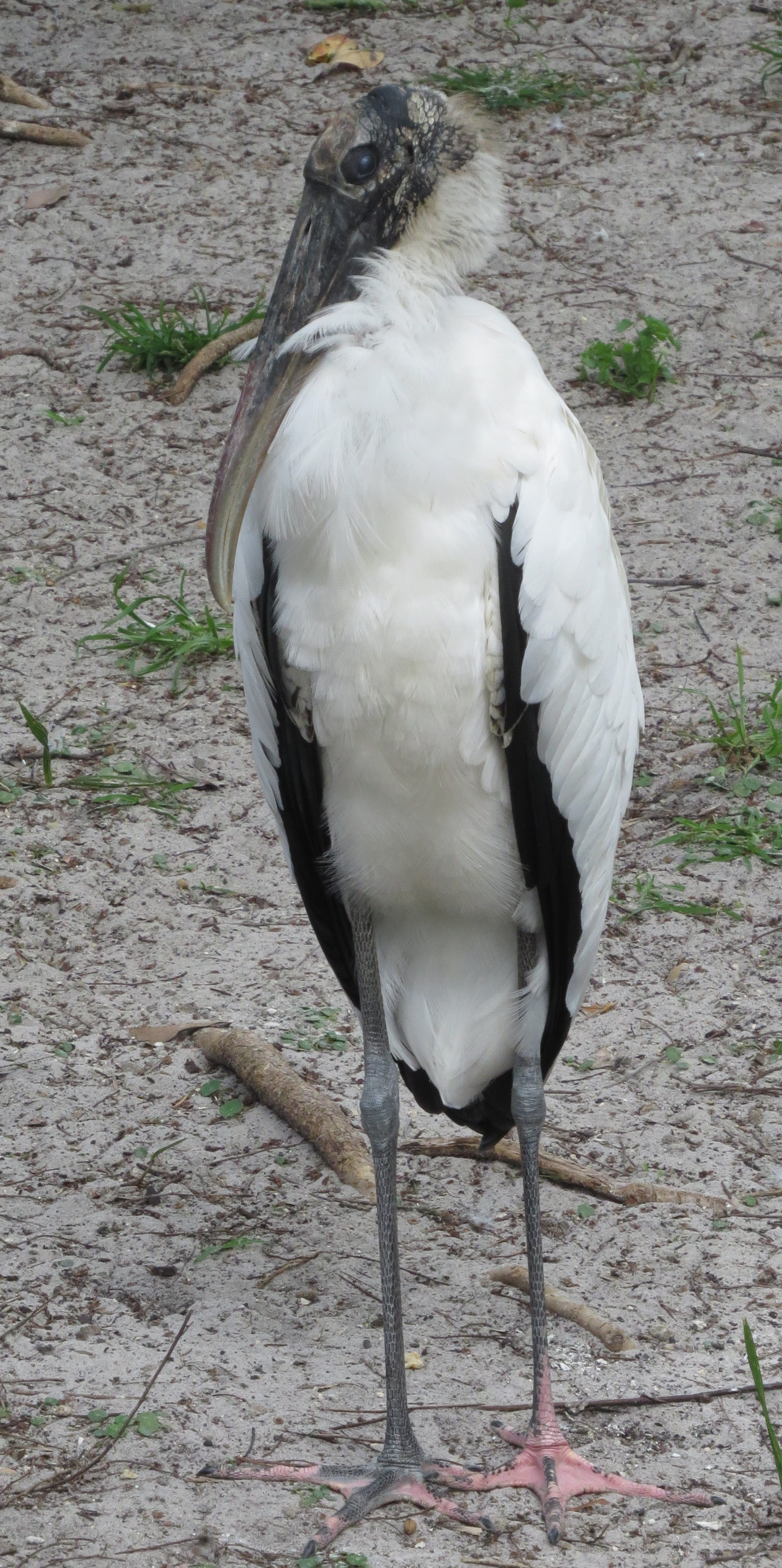 24 wood stork
