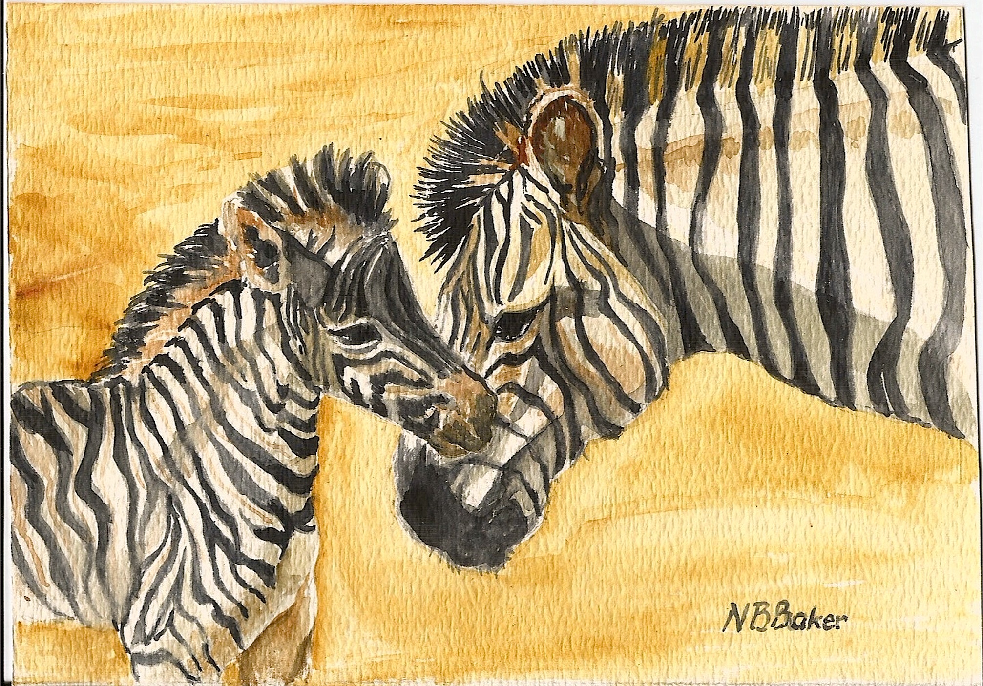 zebras copy